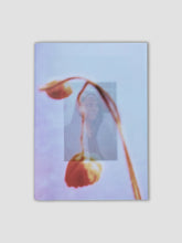 Load image into Gallery viewer, Flor de Jamaica by Jazmin Garcia
